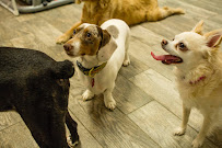 K9 Club - Photo 5 - Car repair in Dallas, TX, Dallas