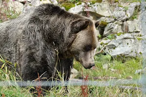 Grizzly Bear Habitat image