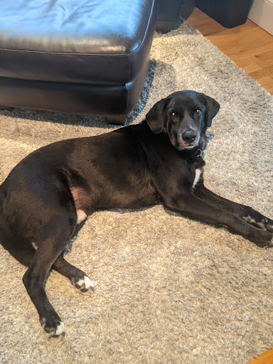 Pet Supply Store «Paws In The Park», reviews and photos, 17833 1st Avenue South, Seattle, WA 98148, USA