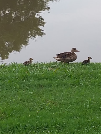 Recreation Center «Huffhines Recreation Center», reviews and photos, 200 N Plano Rd, Richardson, TX 75081, USA