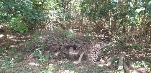 Local History Museum «Museum of Texas Handmade Furniture», reviews and photos, 1370 Churchill Dr, New Braunfels, TX 78130, USA
