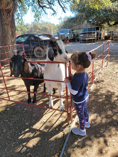 Pony Ride Service «The Farmyard», reviews and photos, 30250 Leroy Scheel Rd, Bulverde, TX 78163, USA