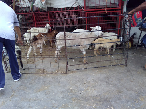 Mercado de ganado Guadalupe