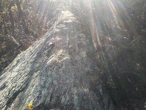 Huckleberry Ridge State Forest - photo 60