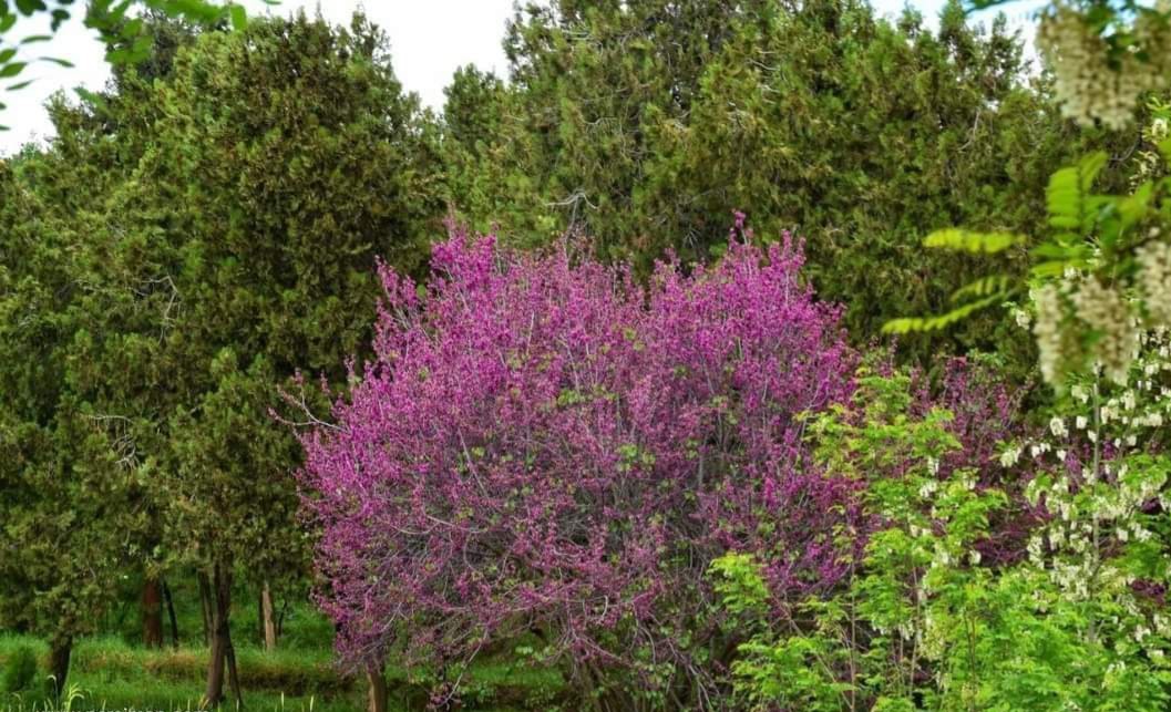 Kale-i Nev, Afganistan