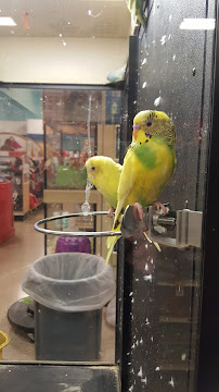 PetSmart - Photo 8 - Car repair in Mountain View, CA, Fremont