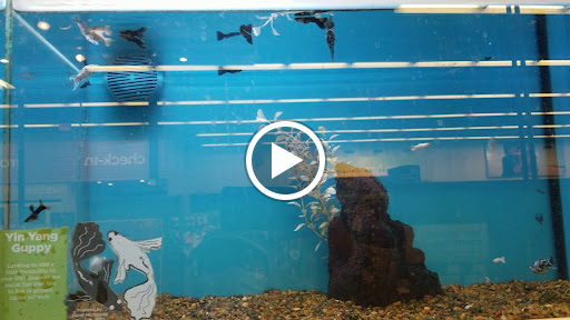 Pet Supply Store «Petco Animal Supplies», reviews and photos, 1320 E Lincoln Way p101, Sparks, NV 89434, USA