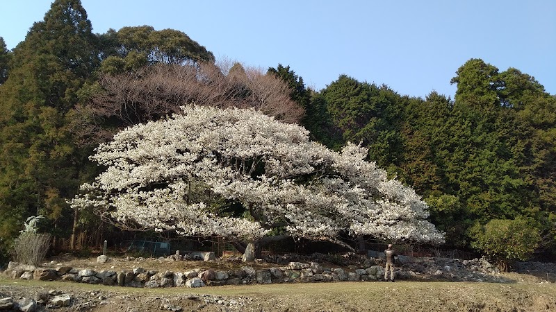 岩戸桜 家建の茶屋跡 オオシマザクラ 三重県志摩市磯部町恵利原 観光名所 観光名所 グルコミ
