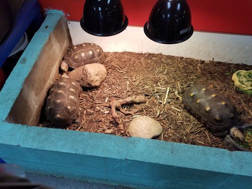 Pet Store «Tye-Dyed Iguana - Reptiles», reviews and photos, 1905 W U.S. 50, Fairview Heights, IL 62208, USA