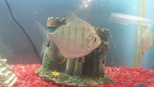 Pet Store «Pet Kingdom», reviews and photos, 2302 Central Ave, Kearney, NE 68847, USA