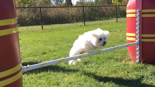Dog Park «Carol Stream Bark Park», reviews and photos, 280 Kuhn Rd, Carol Stream, IL 60188, USA