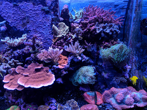 Pet Store «Ark Pet Shop», reviews and photos, 2400 W Lincoln Hwy, Merrillville, IN 46410, USA