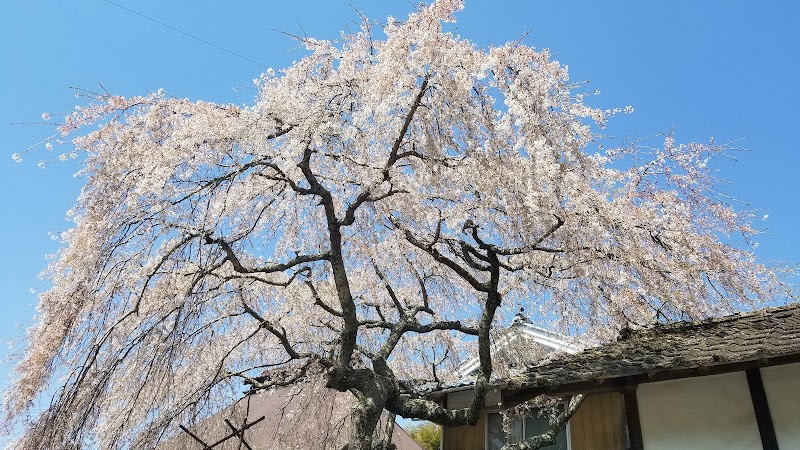 垂れ桜の古木