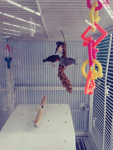 Pet Supply Store «Petco Animal Supplies», reviews and photos, 1719 York Rd, Lutherville, MD 21093, USA