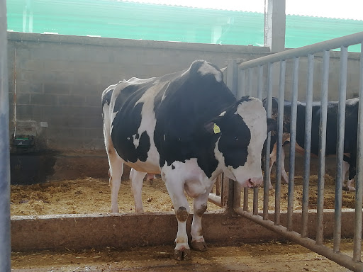 Información y opiniones sobre Xenética Fontao de Esperante