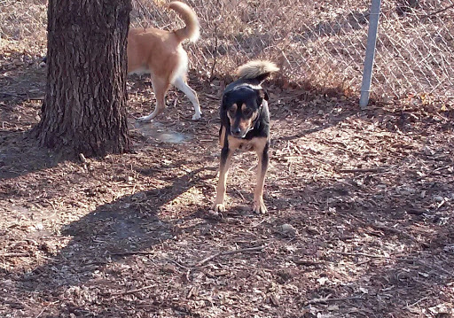 Dog Park «St. Anthony Parkway Off-Lease Dog Park», reviews and photos, 700 St Anthony Pkwy, Minneapolis, MN 55418, USA