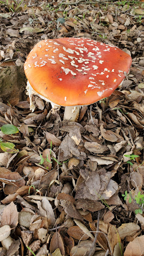 Golf Course «Redwood Canyon Golf Course», reviews and photos, 17007 Redwood Rd, Castro Valley, CA 94546, USA