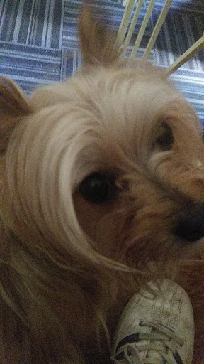 Pet Supply Store «Pet Supplies Plus», reviews and photos, 61 Irving Park Rd, Streamwood, IL 60107, USA