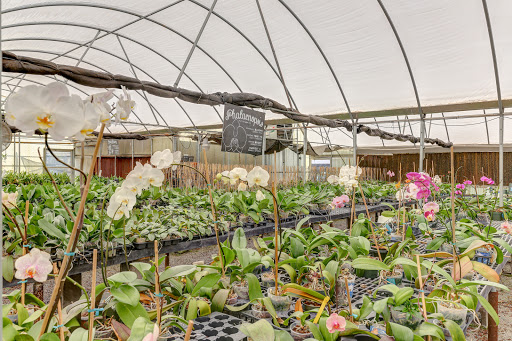 Florist «Dr Delphinium Flower & Orchid House», reviews and photos, 513 W Campbell Rd, Richardson, TX 75080, USA