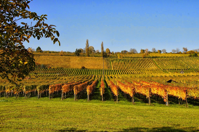 Rezensionen über Domaine Bösch Weinbau u. Catering in Schaffhausen - Spirituosengeschäft