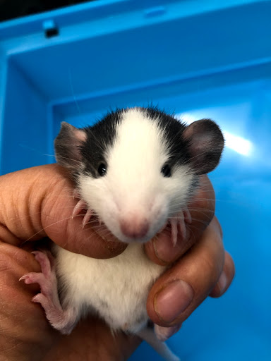 Pet Store «34 Pet Shop», reviews and photos, 3434 W Slauson Ave, Los Angeles, CA 90043, USA