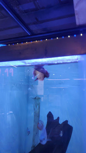 Tropical Fish Store «Ocean Blue Aquarium», reviews and photos, 2246 Aloma Ave, Winter Park, FL 32792, USA