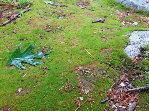 Museum «Fuller Craft Museum», reviews and photos, 455 Oak St, Brockton, MA 02301, USA