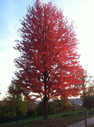 Park «Mount Storm Park», reviews and photos, 700 Lafayette Ave, Cincinnati, OH 45223, USA