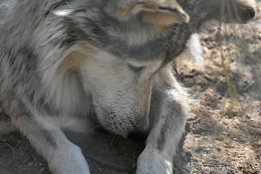 Wildlife Rescue Service «Southwest Wildlife Conservation Center», reviews and photos, 27026 N 156th St, Scottsdale, AZ 85262, USA