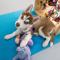 Dogs In Harmony - Photo 7 - Car repair in Sunnyvale, CA, Sunnyvale