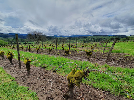 Vineyard «Tualatin Estate Vineyard», reviews and photos, 10850 NW Seavey Rd, Forest Grove, OR 97116, USA