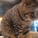 Photo n°2 de l'avis de Mauro.e fait le 30/12/2022 à 17:30 sur le  Dr. Cat - Pet Lounge Bistrot à Brescia