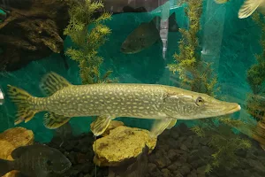 Guttenberg Fish Hatchery image