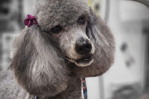 Tacoma's Best Pet Grooming