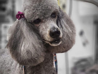 Tacoma's Best Pet Grooming