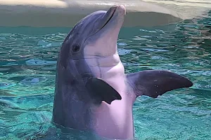 Dolphin Nursery image