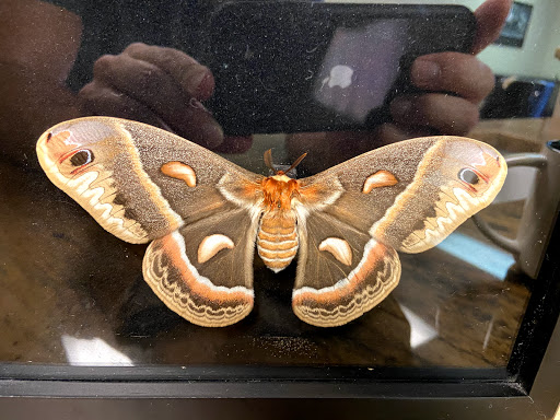 Barber Shop «The Classic Barber Shop and Shave Parlor», reviews and photos, 16617 Pearl Rd, Strongsville, OH 44136, USA