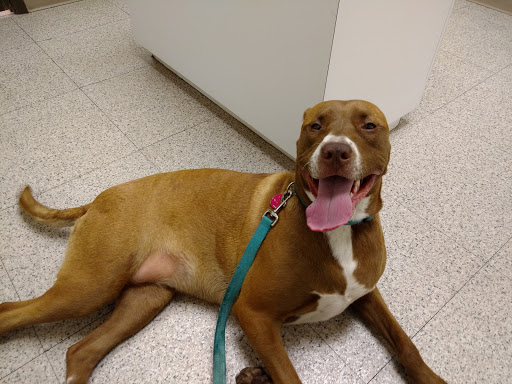 Lexington Animal Clinic image