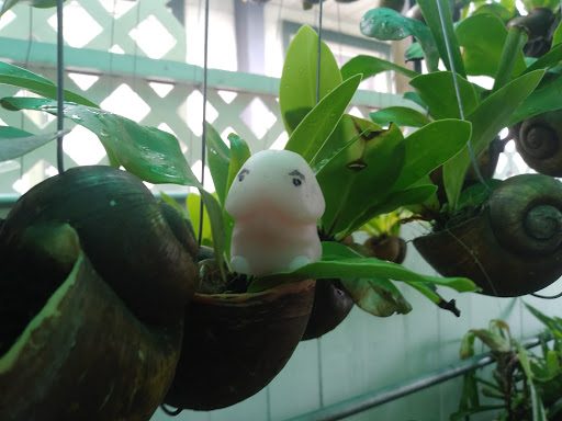 Florist «Thai-Rific Orchids Inc», reviews and photos, 5313 Gulfport Blvd S, Gulfport, FL 33707, USA