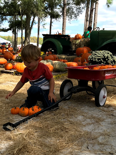Tourist Attraction «Partin Ranch Corn Maze», reviews and photos, 5601 N Canoe Creek Rd, Kenansville, FL 34739, USA