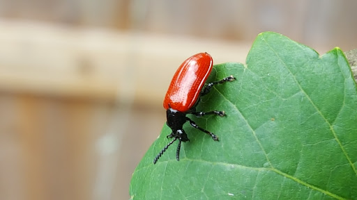 Animal Feed Store «Farm City Inc», reviews and photos, 440 S Park Ave, Apopka, FL 32703, USA