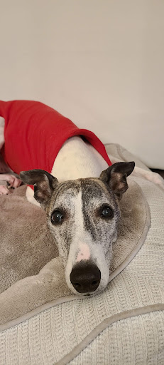 Insurance Agency «Embrace Pet Insurance», reviews and photos