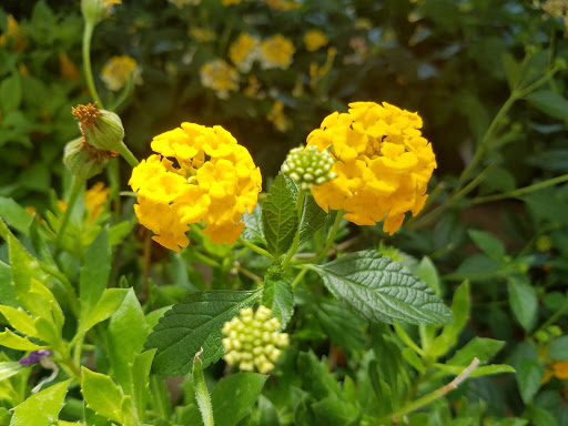 Florist «Metropolitan Plant & Flower Exchange Inc.», reviews and photos, 2125 Fletcher Ave, Fort Lee, NJ 07024, USA