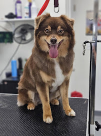 Golden Poodle Grooming - Photo 9 - Car repair in Edmond, OK, Oklahoma City