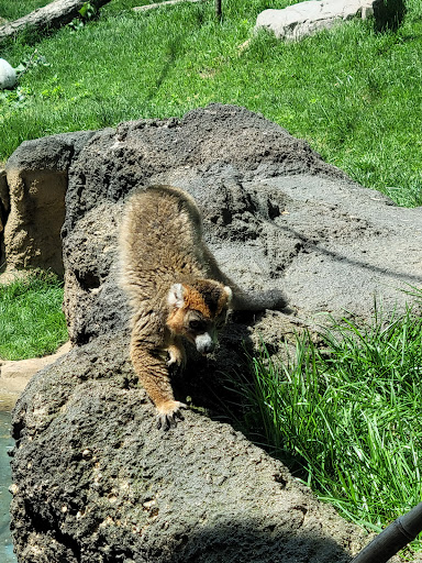 Zoo «Brandywine Zoo», reviews and photos, 1001 N Park Dr, Wilmington, DE 19802, USA