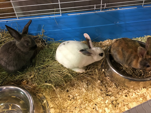 Pet Store «Incredible Pets Inc», reviews and photos, 2255 N Wickham Rd # 102, Melbourne, FL 32935, USA