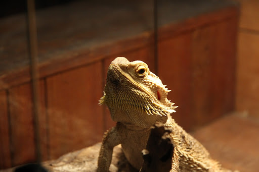 Science Museum «Orlando Science Center», reviews and photos, 777 E Princeton St, Orlando, FL 32803, USA