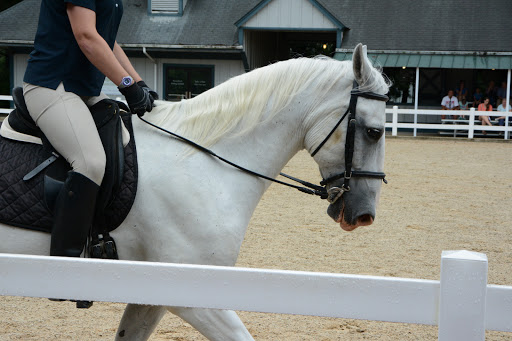 Tourist Attraction «Kentucky Horse Park», reviews and photos, 4089 Iron Works Pkwy, Lexington, KY 40511, USA