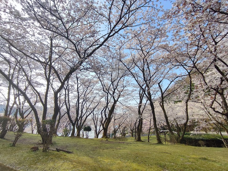 奥琵琶湖パークウェイ 桜花の広場