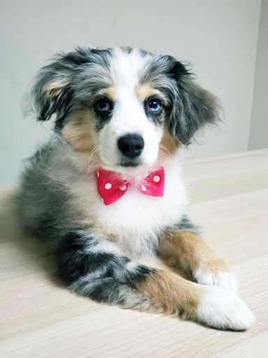 Pet Supply Store «Woof Gang Bakery & Grooming Lake Mary», reviews and photos, 1210 International Pkwy #118, Lake Mary, FL 32746, USA